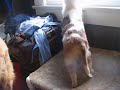 Short Vid of Eve Moving from Rear Short Vid of Eve Moving from Rear