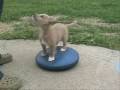 Andretti at 12 weeks