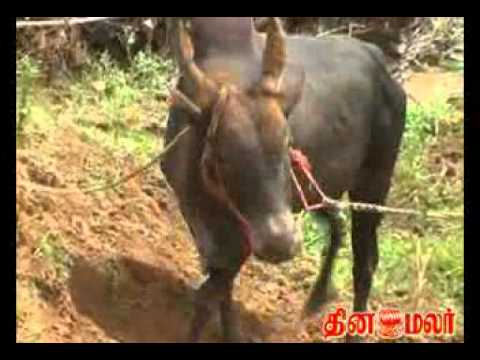Dinamalar - Ancient Tamils Brave sport Jallikattu which is very famous in and around areas of Madurai. The Jallikkattu at Alanganallur and Palamedu fetch peoples from th...