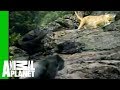 Animal Face-Off: Gorilla vs. Leopard
