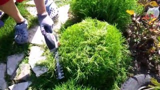 Santolina Сантолина, подрезка и формирование