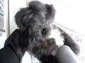 Scooter goes Bonkers II