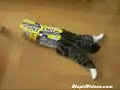 Cat Stuck in a Box
