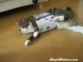 Cat Stuck in a Box