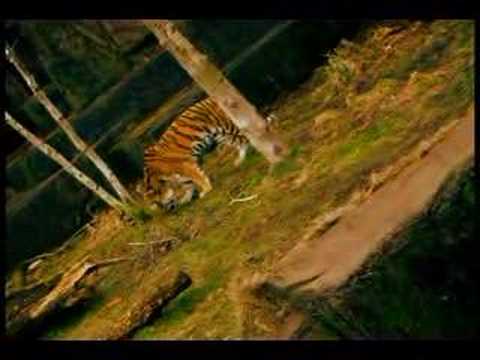 TIGER GROWL