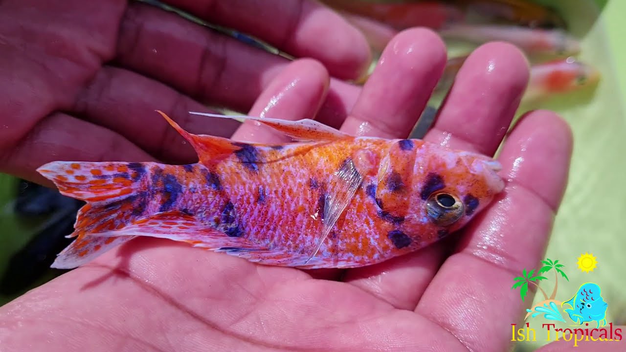 Imported Peacocks and Flowerhorn