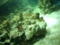 Vídeo do meu mais novo aquário marinho 