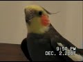 Jerry the Cockatiel