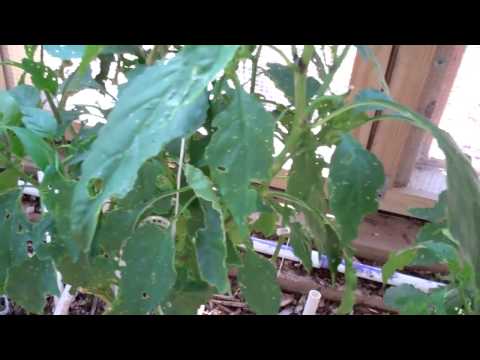how to transplant bell peppers