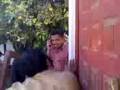 videos de SUSTO WICHO VALLE HERMOSO