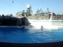 golfinhos no gardaland..breh!