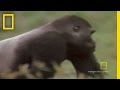 videos de Gorilla vs. Gorilla