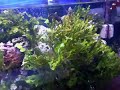 Hippocampus Reidi Baby Seahorse