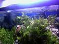 Hippocampus Reidi Baby Seahorse