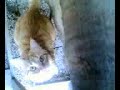 my funny red cat