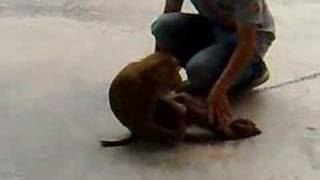 Khmer Funny Movies - Monkey doing sit ups and push ups