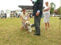 Dog Show Kraków 2008 - Prete-a-Porter Dog Show Kraków 2008 - Prete-a-Porter