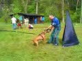 ICE- Pit Bull -  Rudka 2008