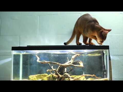 abyssinian