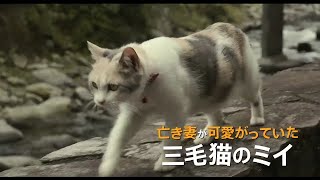 映画『先生と迷い猫』予告編
