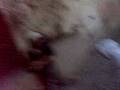 videos de Bati Vs Tutur Baston