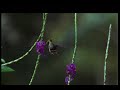 Candamo: Amazing Humming-bird Candamo: Amazing Humming-bird