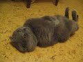 duslo-falls-asleep.html