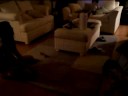 Milky gets scared of the water bottle when my mom sqeezes it.