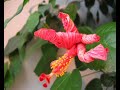 dying flower