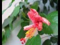 dying flower
