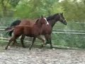 Conquistador A.S. stallion foal from Lord Z x Hemmingway