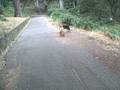 videos de Samson & Stanley