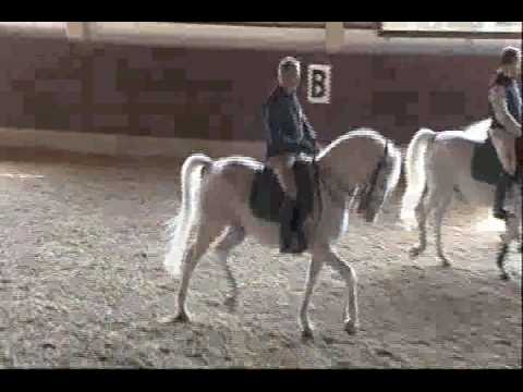 lipizzaner