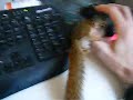 Benito demands equal time as the mouse