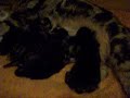 chatons persans septembre 2008