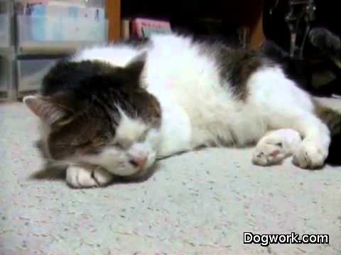 Kitty cat sings the blues