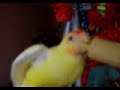 Krmení dravé zvěře:-)) více na http://www.rucnedokrmenipapousci.wbs.czKakadu cockatoo žako kongo Congo amazoňan amazona agapornis alexandr malý Alexander small velký the great čínský Chinese pink ara aratinga sun zlatý gold Barnard collar Eklektus Eclectus mníšek šedý Quaker Parrot blue Nandej Neoféma parrot papoušek Nestor kea korelka korela cockatiel korely andulka budgerigar andulky Budgerigars Pyrura Kakariki rosela Yellow Rosella Eastern lutino lutin Pennant Mutation