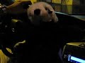 CLEAN il Panda Procione di Simona
