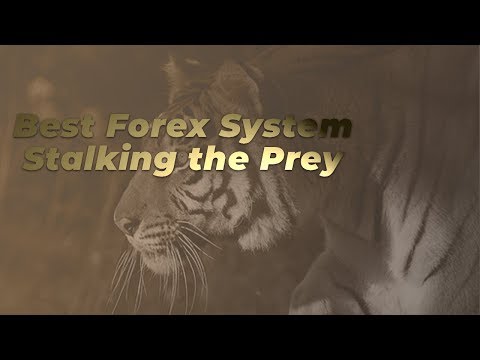 Watch Video Best Forex System: Stalking the Prey