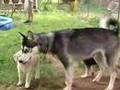 Save a Husky! Featuring Millie