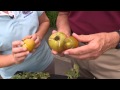 2 min pests - Tomato Hornworm