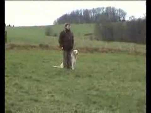 Golden Retriever Training