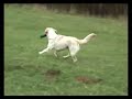 golden retriever training