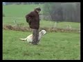 golden retriever training
