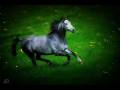 videos de Herbsttau ibn Sharib