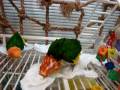 JoJo and Chickie caiques towel surfing