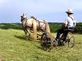 Draft Horse Team Clipping Kentucky Farm Pasture
