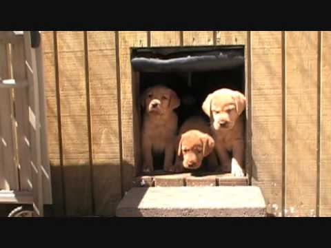Fox Red Lab puppies 1st look outside