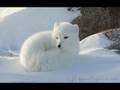 my cool animal 3