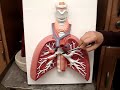 Lungs Lungs